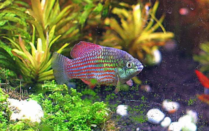 Pesce Bandiera Americana